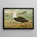 Diomedea melanophrys Boie albatros z czarnymi brwiami - Johann Friedrich Naumann — oprawiony obraz na ścianie