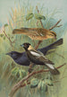 Dolichonyx oryzivorus Molothrus Cabanisii Cassin - Johann Friedrich Naumann — widok dzieła