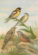 Emberiza aureola Pall Emberiza caesia Cretschmar - Johann Friedrich Naumann — widok dzieła