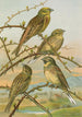 Emberiza citrinella Emberiza cirlus - Johann Friedrich Naumann — widok dzieła