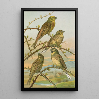 Johann Friedrich Naumann - Emberiza citrinella Emberiza cirlus.webp