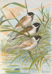 Emberiza intermedia Michahelles Emberiza palustris Savi Emberiza pyrrhuloides Pall - Johann Friedrich Naumann — widok dzieła