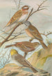 Emberiza leucocephala Gmel Emberiza cia Emberiza cinerea Strickl - Johann Friedrich Naumann — widok dzieła