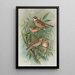 Emberiza rustica Pall Emberiza pusilla Pall - Johann Friedrich Naumann — oprawiony obraz na ścianie