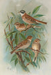 Emberiza rustica Pall Emberiza pusilla Pall - Johann Friedrich Naumann — widok dzieła