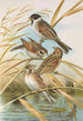 Emberiza schoeniclus - Johann Friedrich Naumann — widok dzieła