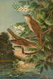Erithacus luscinia Erithacus philomela - Johann Friedrich Naumann — widok dzieła