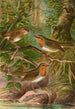 Erithacus rubeculus - Johann Friedrich Naumann — widok dzieła