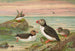 Fratercula arctica L Macareux arctique - Johann Friedrich Naumann — widok dzieła
