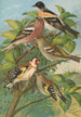 Fringilla montifringilla Fringilla coelebs Carduelis carduelis - Johann Friedrich Naumann — widok dzieła