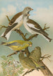 Fringilla nivalis Chloris chloris - Johann Friedrich Naumann — widok dzieła