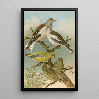 Johann Friedrich Naumann - Fringilla nivalis Chloris chloris.webp