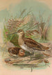 Gallinago gallinago - Johann Friedrich Naumann — widok dzieła
