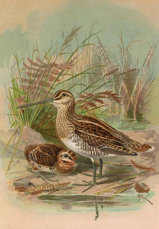 Johann Friedrich Naumann - Gallinago gallinago.webp