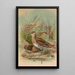 Gallinago gallinago - Johann Friedrich Naumann — oprawiony obraz na ścianie