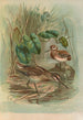 Gallinago gallinula - Johann Friedrich Naumann — widok dzieła