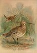 Gallinago major - Johann Friedrich Naumann — widok dzieła