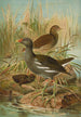 Gallinula chloropus - Johann Friedrich Naumann — widok dzieła