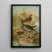 Gallinula chloropus - Johann Friedrich Naumann — oprawiony obraz na ścianie