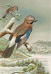 Garrulus glandarius - Johann Friedrich Naumann — widok dzieła