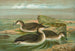 Gavia arctica L, Plongeon arctique - Johann Friedrich Naumann — widok dzieła