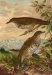 Geocichla mollissima - Johann Friedrich Naumann — widok dzieła