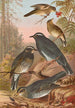 Geocichla sibirica - Johann Friedrich Naumann — widok dzieła