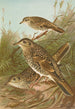 Geocichla varia Geocichla dauma - Johann Friedrich Naumann — widok dzieła