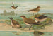 Glareola pratincola Glareola melanoptera Nordm - Johann Friedrich Naumann — widok dzieła