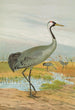 Grus grus - Johann Friedrich Naumann — widok dzieła