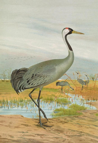 Johann Friedrich Naumann - Grus grus.webp