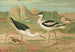Himantopus himantopus Recurvirostra avocetta - Johann Friedrich Naumann — widok dzieła