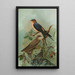 Hirundo rufula Temm Biblis rupestris - Johann Friedrich Naumann — oprawiony obraz na ścianie
