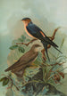 Hirundo rufula Temm Biblis rupestris - Johann Friedrich Naumann — widok dzieła