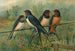 Hirundo rustica Hirundo rustica Savignii - Johann Friedrich Naumann — widok dzieła