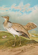 Houbara Macqueeni Gray - Johann Friedrich Naumann — widok dzieła