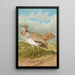 Houbara Macqueeni Gray - Johann Friedrich Naumann — oprawiony obraz na ścianie