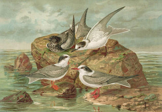 Johann Friedrich Naumann - Hydrochelidon fissipes Hydrochelidon hybrida Hydrochelidon nigra.webp
