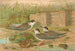 Hydrochelidon hybrida Hydrochelidon fissipes Hydrochelidon nigra - Johann Friedrich Naumann — widok dzieła