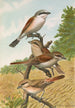 Lanius collurio Lanius isabellinus Ehrenberg - Johann Friedrich Naumann — widok dzieła