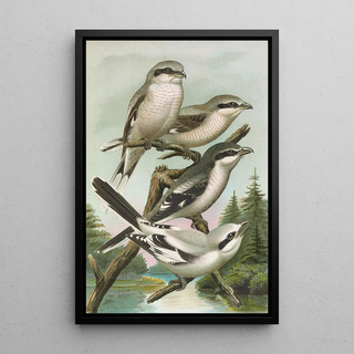 Johann Friedrich Naumann - Lanius excubitor borealis Lanius meridionalis Lanius excubitor Homeyeri.webp