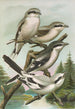 Lanius excubitor borealis Lanius meridionalis Lanius excubitor Homeyeri - Johann Friedrich Naumann — widok dzieła