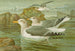 Goéland argenté Brunn - Johann Friedrich Naumann — widok dzieła