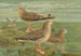 Larus fuscus Larus marinus Larus glaucus Brünn - Johann Friedrich Naumann — widok dzieła