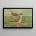 Larus fuscus Larus marinus Larus glaucus Brünn - Johann Friedrich Naumann — oprawiony obraz na ścianie