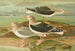 Larus fuscus Larus marinus Larus glaucus Brunn - Johann Friedrich Naumann — widok dzieła