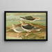 Larus fuscus Larus marinus Larus glaucus Brunn - Johann Friedrich Naumann — oprawiony obraz na ścianie