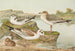 Larus minutus Pall Larus ridibundus Larus melanocephalus - Johann Friedrich Naumann — widok dzieła