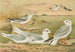Larus minutus Pall, Larus ridibundus, Larus melanocephalus Natt, Larus Philadelphia Ord - Johann Friedrich Naumann — widok dzieła