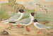 Larus minutus Pall, Larus ridibundus, Larus melanocephalus, Natt, Larus minutus Pall - Johann Friedrich Naumann — widok dzieła